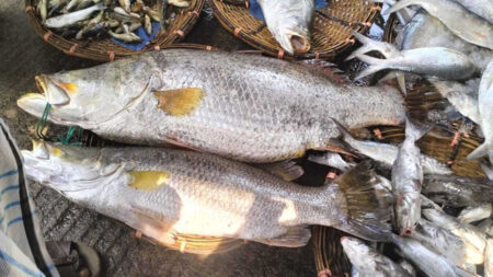 বড়শিতে ধরা পড়ল ৩৪ কেজির এক জোড়া কোরাল মাছ Coral Fish