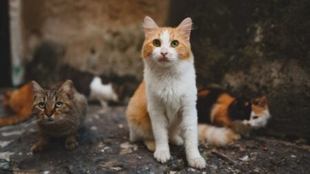 Cyprus Cat Killings Prompt $1000 Reward for Suspects