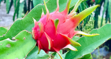 বাড়ীর ছাদের টবে ড্রাগন ফল চাষের দুর্দান্ত উপায়, হবে বাম্বার ফলন ড্রাগন ফল চাষের