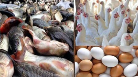 মুরগি ও ডিমের দাম