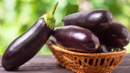 Eggplant