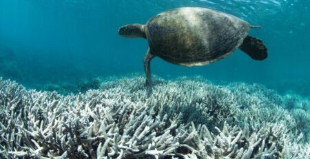 Unprecedented Coral Bleaching Event Ravages Great Barrier Reef Great Barrier Reef bleaching