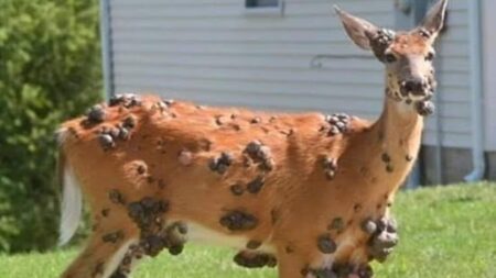 Mutant Deer US Rise: What to Know