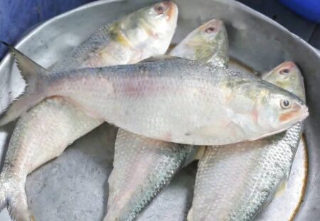 Hilsa