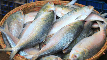 Ilish