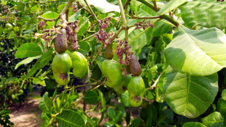 চাহিদা ও লাভে চাষিদের কাছে জনপ্রিয় হচ্ছে কাজুবাদাম Kajo Badam