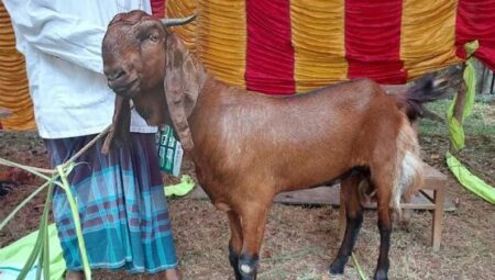 ছাগল পালনে মাত্র ৪ শতাংশ সুদে ১০ লাখ টাকা পর্যন্ত ঋণ Loan