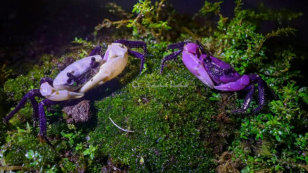 Rare Purple Crab Discovery in Thailand Signals Thriving Ecosystem Health rare purple crab