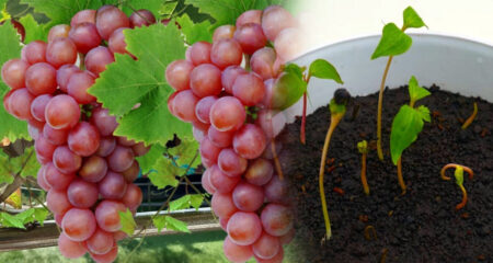 আঙ্গুর চাষ