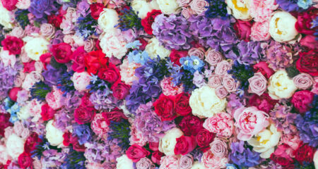 লাল গোলাপ