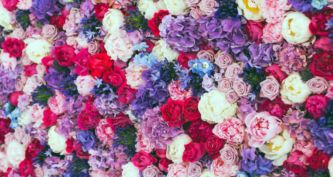 লাল গোলাপ