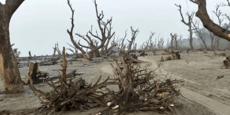 প্রাকৃতিক দুর্যোগ থেকে বাঁচতে উপকূলজুড়ে গড়তে হবে সবুজ বেষ্টনী