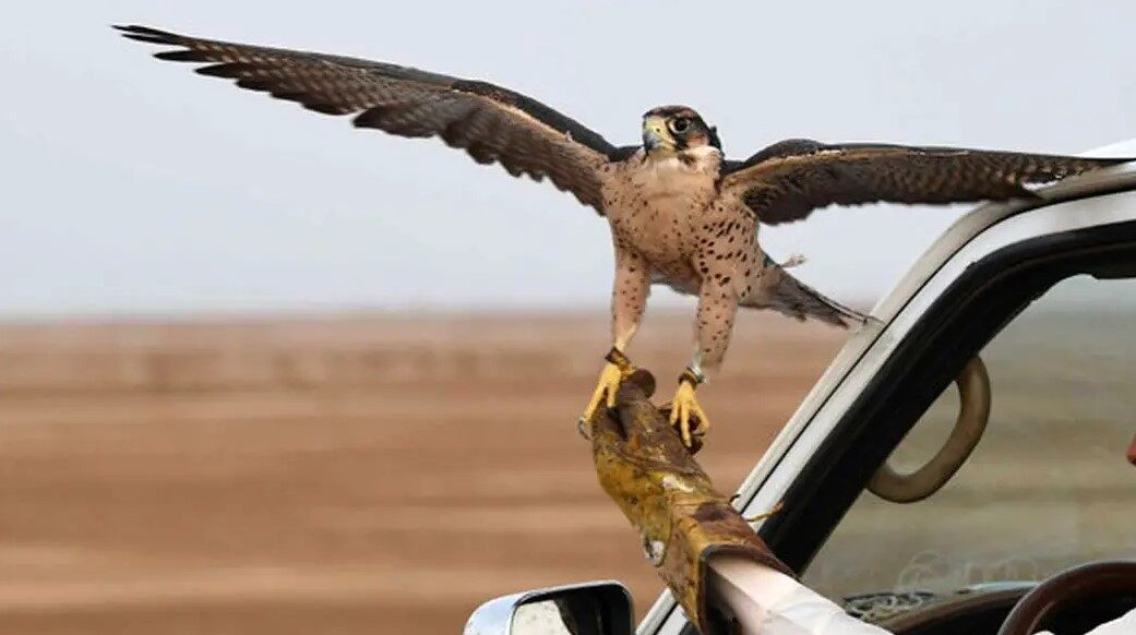 Soudi Falcon