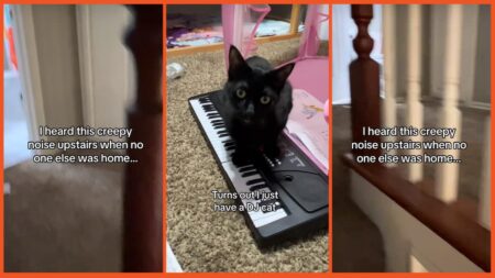 piano-playing cat