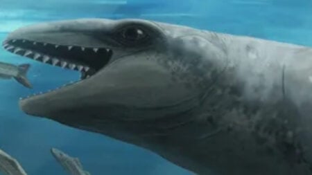 ancient whale fossil