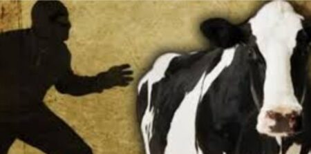 গরু লুট
