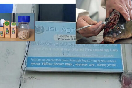 মাছের মাথার সোনার মণি