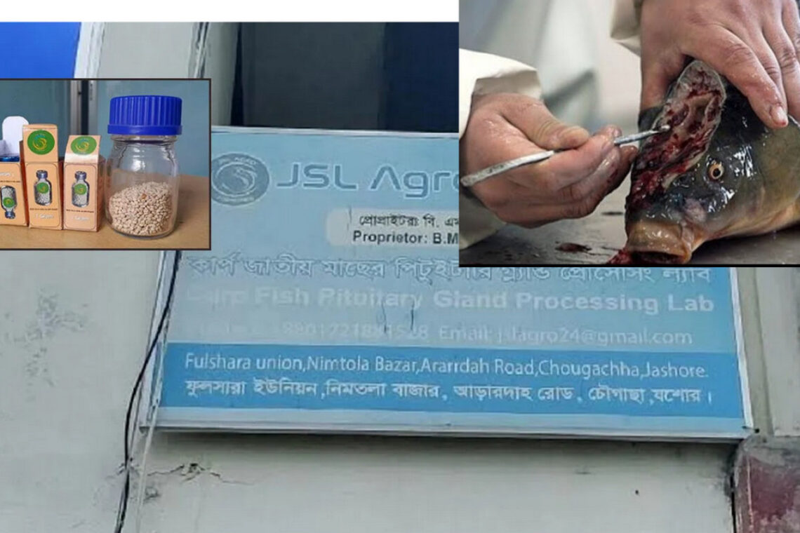 মাছের মাথার সোনার মণি