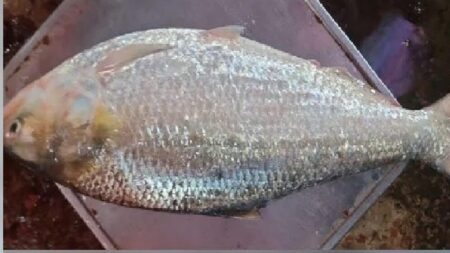 ইলিশ বিক্রি