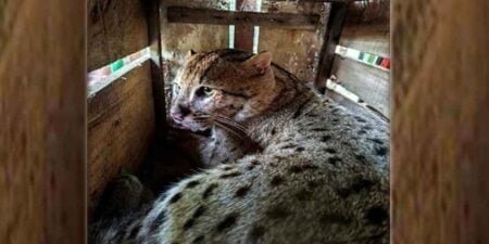 কৃষকের ফাঁদে ধরা পড়ল মেছোবাঘ মেছোবাঘ