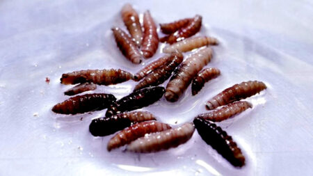 মাংসখেকো পরজীবী শনাক্ত