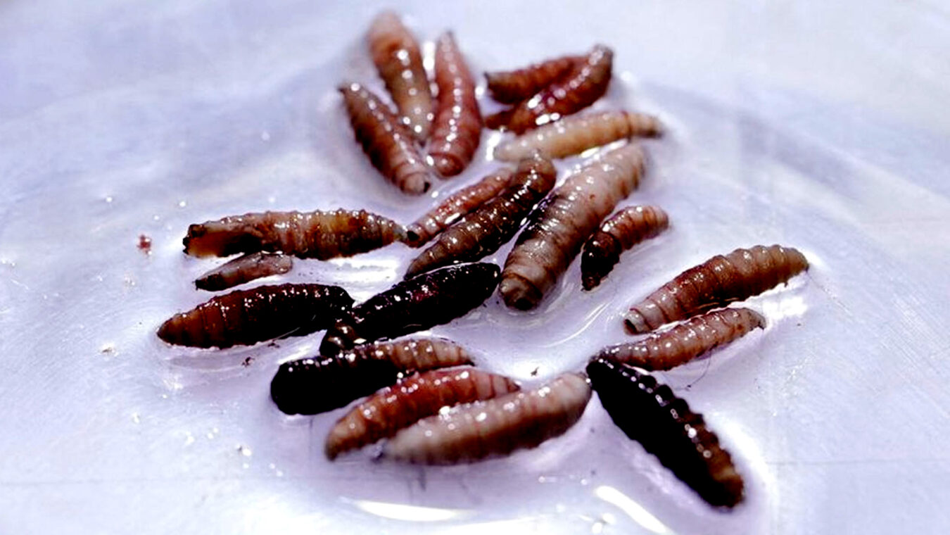 মাংসখেকো পরজীবী শনাক্ত