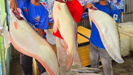 রুই ও দুই চিতল বিক্রি