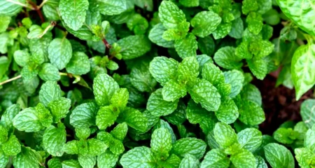 পুদিনা পাতা