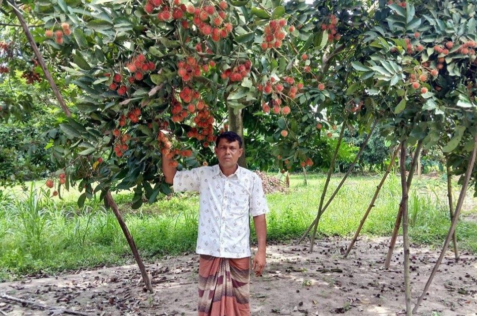 rambutan farming