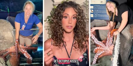 San Antonio Aquarium Continues Giant Octopus Touching Despite Incident