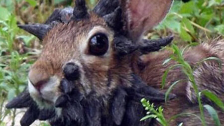 Shope papilloma virus outbreak