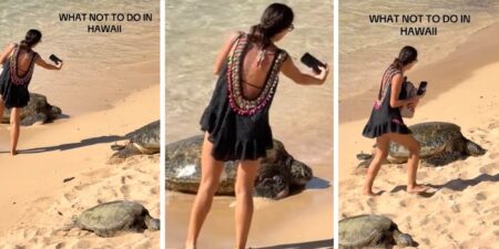 Hawaii sea turtle rulesarnings for Selfies in Protected Sea Turtle Habitat