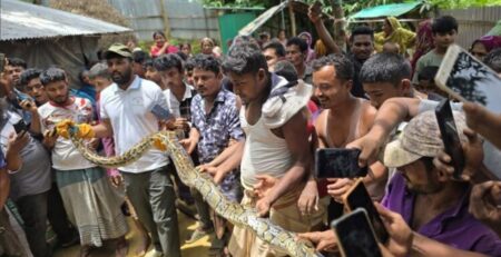 কক্সবাজারে বসতবাড়ির আমগাছে মিললো ১০ ফুটের বার্মিজ অজগর বার্মিজ