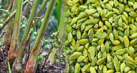 বাড়িতে বসে এলাচ চাষ করার দুর্দান্ত উপায়, হবে বাম্পার ফলন এলাচ