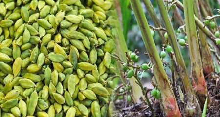 এলাচ চাষ