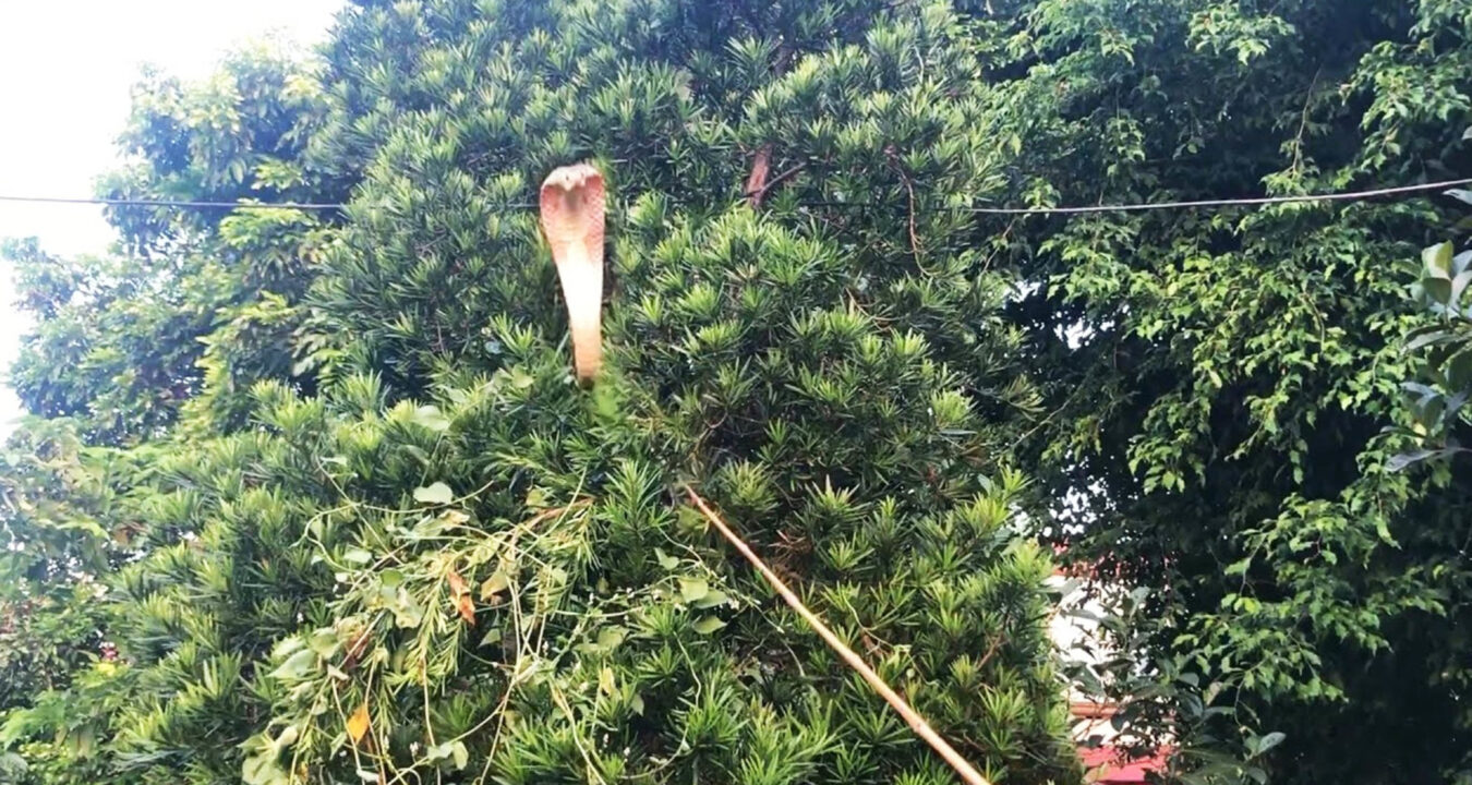 দানব আকৃতির কিং কোবরা