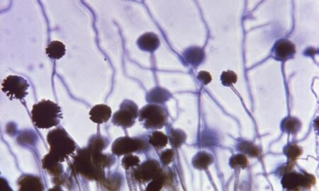 গরম বাড়ার সঙ্গে সঙ্গে ছড়িয়ে পড়ছে ভয়ানক ছত্রাক: দেহকে ভেতর থেকে গিলে খায়! ছত্রাক