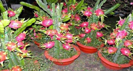 বাড়ীর ছাদের টবে ড্রাগন ফল চাষের দুর্দান্ত উপায়, হবে বাম্বার ফলন ড্রাগন ফল