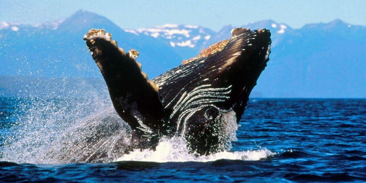 নীল তিমি