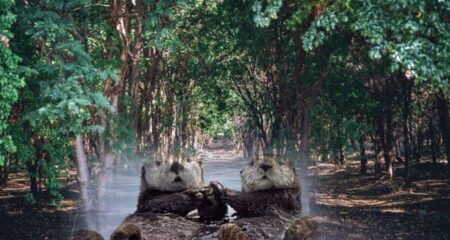 পরকীয়ার ভয়ে কোন প্রাণী তার মহিলা সঙ্গীর হাত ধরে ঘুমায় মহিলা সঙ্গীর