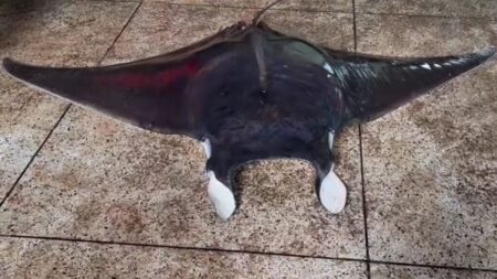 বাদুড় মাছ