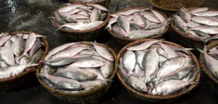 রুপালি ইলিশ