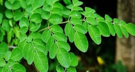 সজনে পাতার উপকারিতা