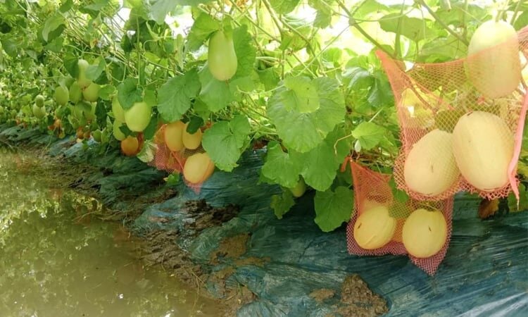 রাঙ্গাবালীতে চাষ হচ্ছে মরুর রসালো ফল সাম্মাম, ভালো দাম পাচ্ছেন কৃষকরা