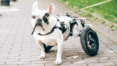 স্পেশাল নিডস পেট কেয়ার