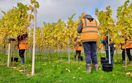 Napa Valley Vineyard Confrontation: Viral Video Sparks Dress Code Debate Napa Valley Vineyard Confrontation