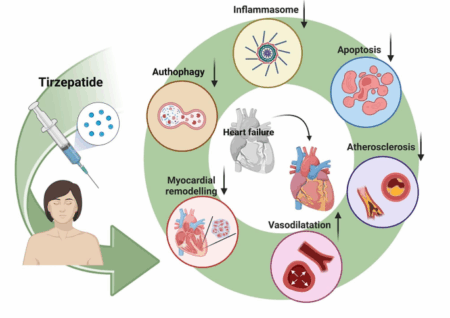 Tirzepatide Weight Loss Drug Shows Unprecedented Results How Tirzepatide’s Dual-Action Mechanism Prompts Weight Loss