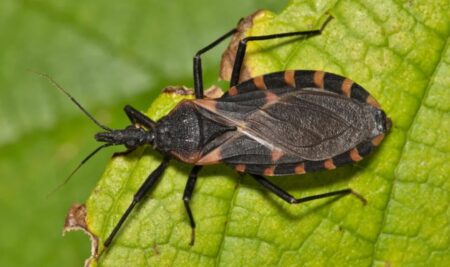 chagas disease kissing bugs the kissing bug