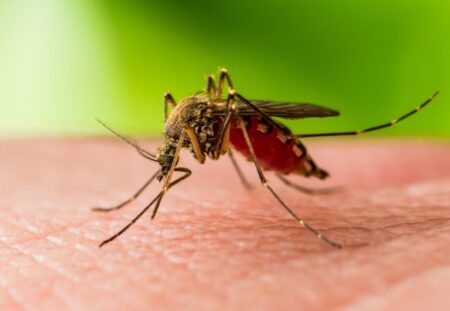 West Nile Virus Cases Surge in America: Which States Face the Highest Risk? West Nile virus cases