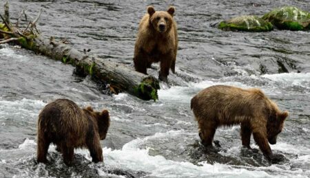 Fat Bear Week 2025: Dates, Voting, and How to Watch the Famous Katmai Bears Fat Bear Week 2025